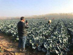 “疯狂的萝卜”后续：一个武汉菜农再次从心酸